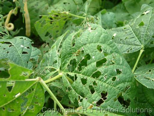 Grasshopper beans 